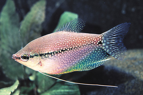 picture of Pearl Leeri Gourami Med                                                                              Trichogaster leeri