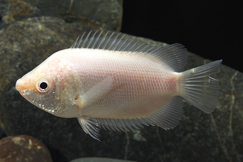 picture of Pink Kissing Gourami Lrg                                                                             Helostoma temminckii 'Pink'