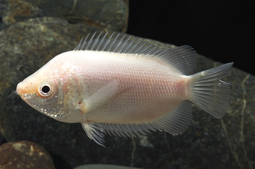 picture of Pink Kissing Gourami Lrg                                                                             Helostoma temminckii 'Pink'