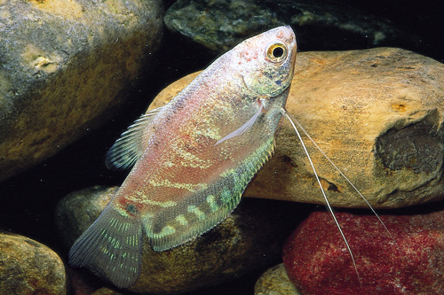 picture of Platinum Gourami Sml                                                                                 Trichogaster trichopterus 'Platinum'