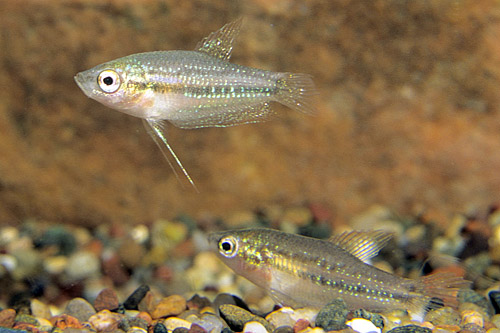 picture of Pygmy Pumilus Sparkling Gourami Sml                                                                  Trichopsis pumilus