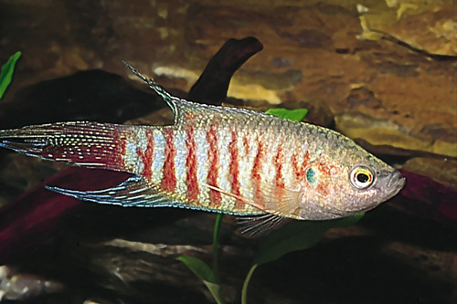 picture of Red Paradise Gourami Reg                                                                             Macropodus opercularis 'Red'