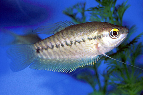 picture of Snakeskin Gourami Reg                                                                                Trichogaster pectoralis