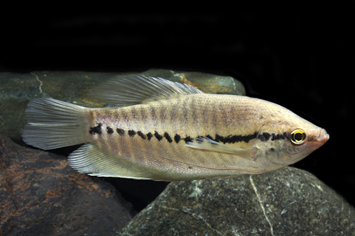 picture of Snakeskin Gourami Med                                                                                Trichogaster pectoralis