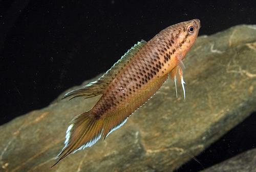 picture of Spiketail Paradise Gourami Reg                                                                       Pseudosphromenus dayi