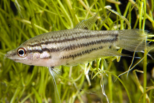 picture of Croaking Gourami Reg                                                                                 Trichopsis vittatus