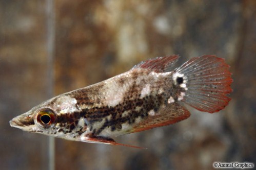 picture of Noble Gourami Reg                                                                                    Ctenops nobilis