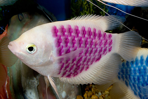 picture of Albino Tattooed Osphronemus Gourami Med                                                              Osphronemus goramy 'Albino'