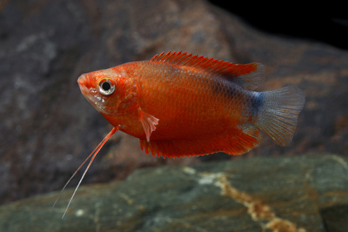 picture of Blue Sunset Honey Gourami Reg                                                                        Colisa chuna 'Blue Gold'