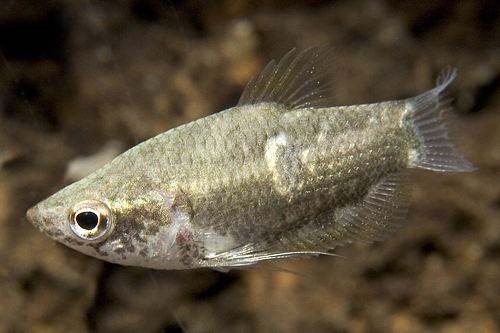 picture of Burmese Chocolate Gourami Reg                                                                        Parasphaerichthys ocellatus