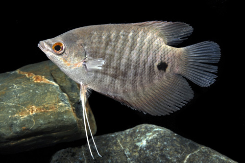 picture of Elephant Ear Osphronemus Gourami Med                                                                 Osphronemus exodon