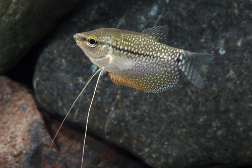 picture of Longfin Pearl Leeri Gourami Reg                                                                      Trichogaster leeri 'Longfin'