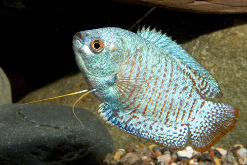 picture of Neon Dwarf Gourami Male Sml                                                                          Colisa lalia 'Neon'