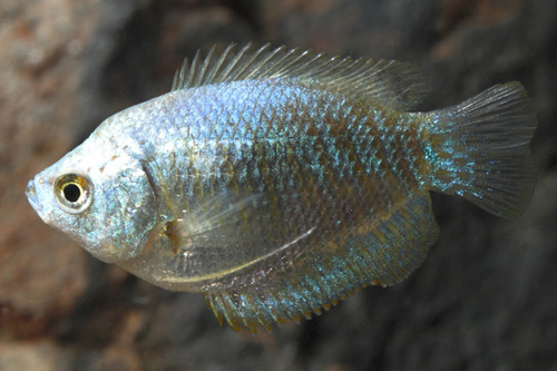 picture of Powder Blue Dwarf Gourami Pair Sml                                                                   Colisa lalia 'Powder Blue'