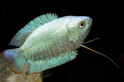 picture of Powder Blue Dwarf Gourami Pair Reg                                                                   Colisa lalia 'Powder Blue'