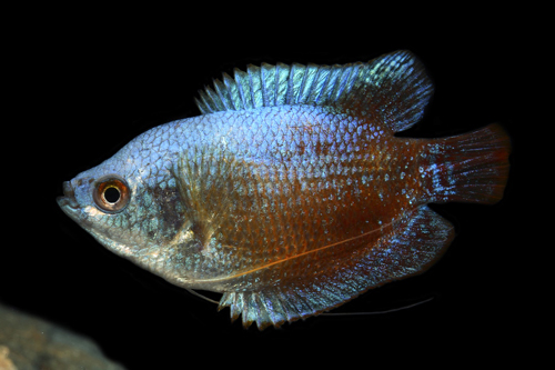 picture of Rainbow Dwarf Gourami Male Reg                                                                       Colisa lalia 'Rainbow'