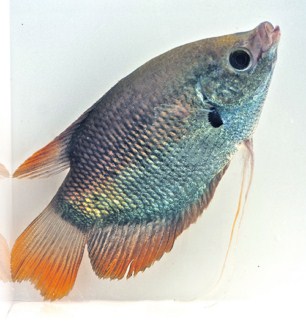 picture of Redtail Osphronemus Gourami Reg                                                                      Osphronemus laticlavius