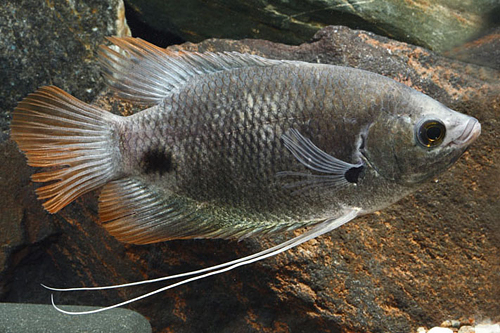 picture of Redtail Osphronemus Gourami Xlg                                                                      Osphronemus laticlavius