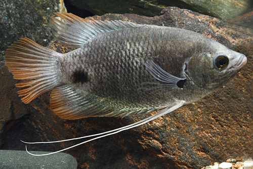 picture of Redtail Osphronemus Gourami Shw                                                                      Osphronemus laticlavius