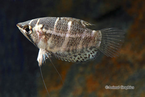 picture of Thinbar Chocolate Gourami Sml                                                                        Sphaerichthys osphromenoides