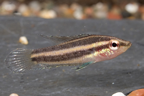 picture of Licorice Gourami Reg                                                                                 Parosphromeunus deissneri