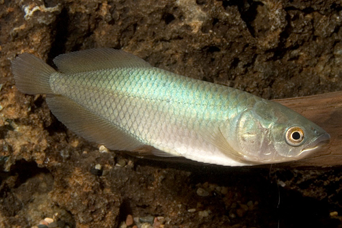 picture of African Arowana Med                                                                                  Heterotis niloticus