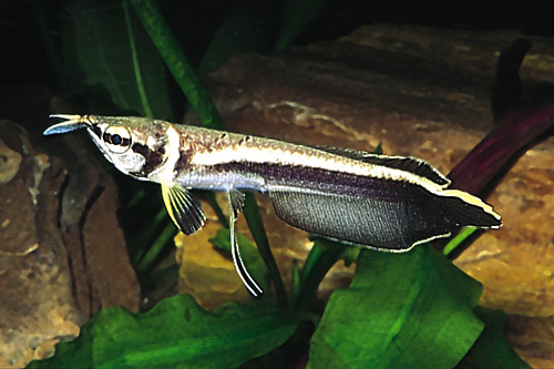 picture of Black Arowana Reg                                                                                    Osteoglossum ferreirai