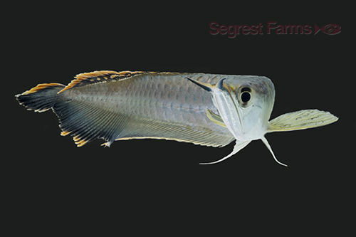 picture of Black Arowana Med                                                                                    Osteoglossum ferreirai