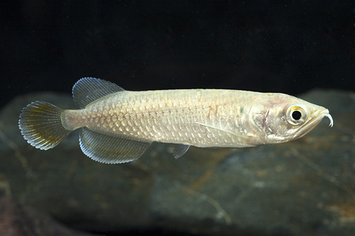 picture of Jardini Arowana Sml                                                                                  Scleropages jardini