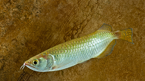 picture of Jardini Arowana Reg                                                                                  Scleropages jardini