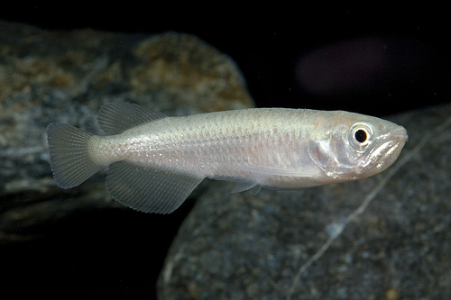 picture of Leichardti Arowana Med                                                                               Scleropages leichardti