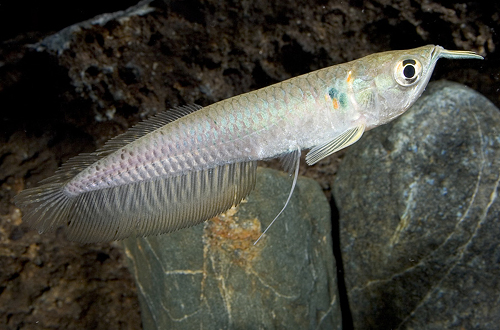 picture of Silver Arowana Reg                                                                                   Osteoglossum bicirrhosum