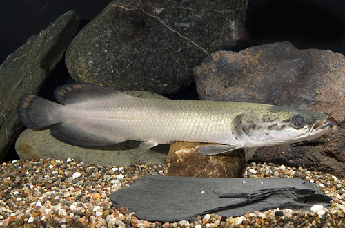 picture of Arapaima Gigas Lrg                                                                                   Arapaima gigas