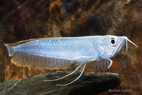 picture of Silver Blueberry Arowana Med                                                                         Osteoglossum bicirrhosum