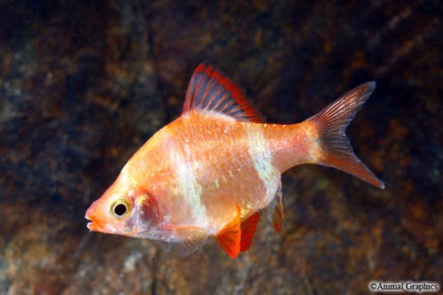 picture of Albino Blushing Tiger Barb Reg                                                                       Puntius tetrazona 'Albino'