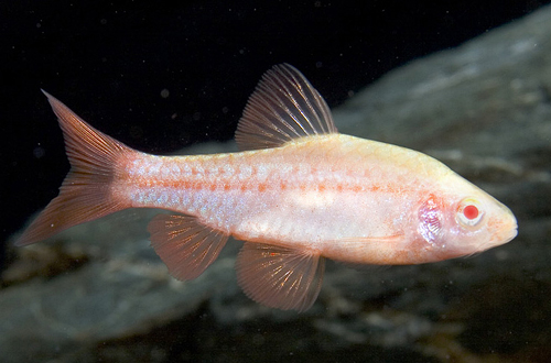 picture of Albino Cherry Barb Sml                                                                               Puntius titteya 'Albino'