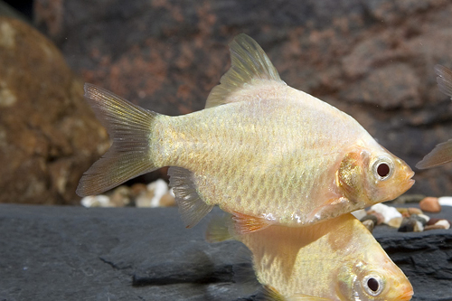 picture of Albino Platinum Tiger Barb Med                                                                       Puntius tetrazona 'Albino'