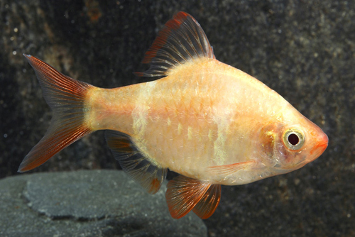 picture of Albino Tiger Barb Sml                                                                                Puntius tetrazona 'Albino'