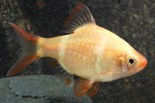 picture of Albino Tiger Barb Med                                                                                Puntius tetrazona 'Albino'