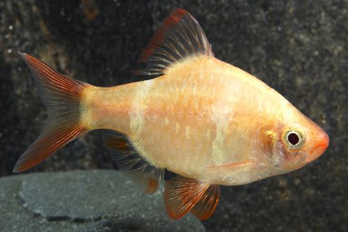 picture of Albino Tiger Barb Lrg                                                                                Puntius tetrazona 'Albino'