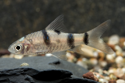 picture of Arulius Barb Sml                                                                                     Dawkinsia arulius