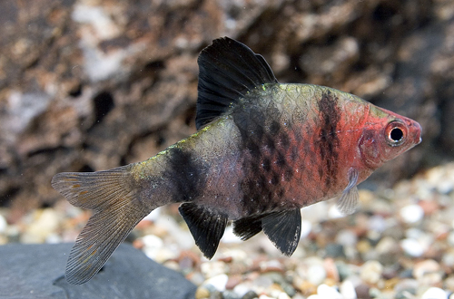 picture of Black Ruby Barb Sml                                                                                  Puntius nigrofasciatus