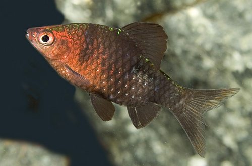 picture of Black Ruby Barb Med                                                                                  Puntius nigrofasciatus