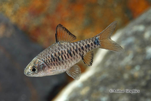 picture of Checkerboard Barb Lrg                                                                                Oliotius oligolepis