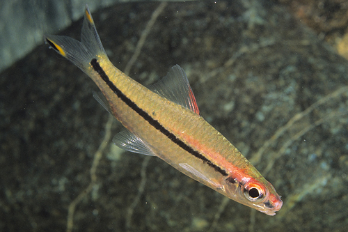 picture of Denisonii Barb / Roseline Shark Sml                                                                  Sahyadria denisonii