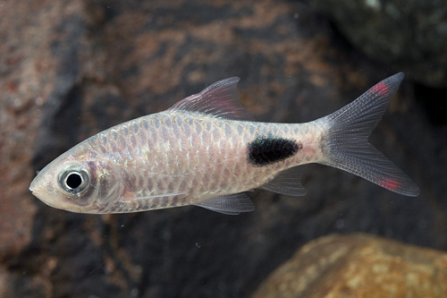 picture of Filamentosus Barb Reg                                                                                Dawkinsia filamentosus