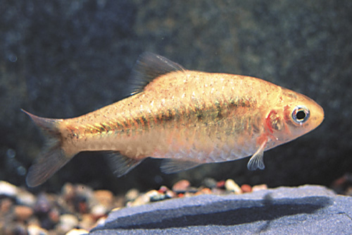 picture of Gold Barb Reg                                                                                        Puntius semifasciolatus