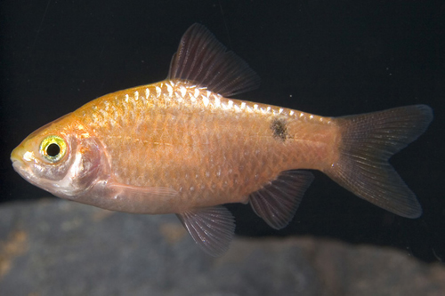 picture of Gold Neon Rosy Barb Reg                                                                              Pethia conchonius 'Gold Neon'