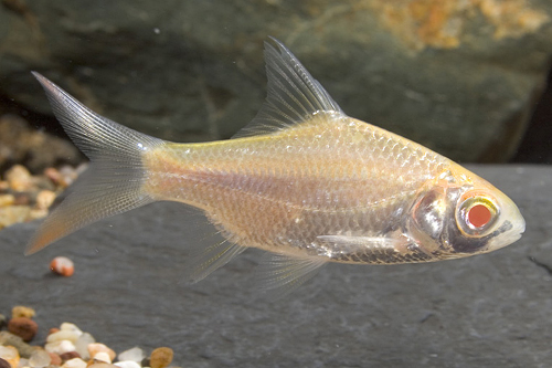 picture of Golden Tinfoil Barb Sml                                                                              Barbus schwanenfeldi 'Gold'