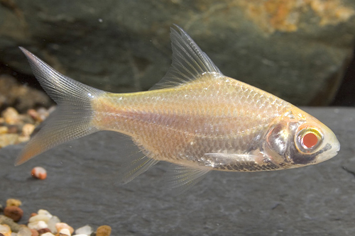 picture of Golden Tinfoil Barb Med                                                                              Barbus schwanenfeldi 'Gold'